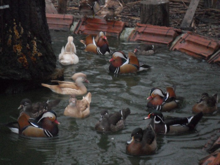 mandarine si caroline