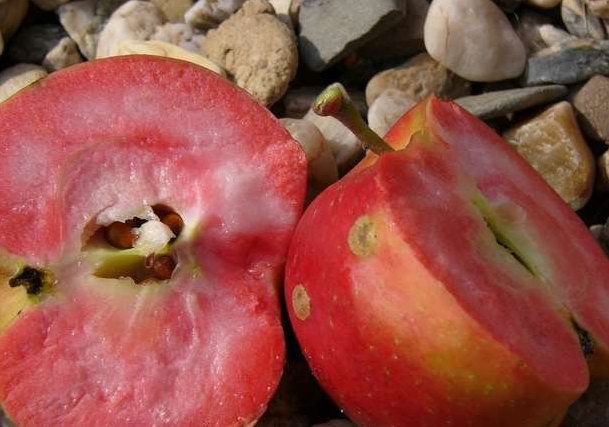 Mere cu pulpa rosie; Institutul de Cercetare a Weihenstephan(Germania) a scos recent pe piata, pentru grupuri de fermieri si pasionati de horticultura: mere cu pulpa rosie,crestere  bio. Pomi pe rod, ghiveci 10 l /160 lei
