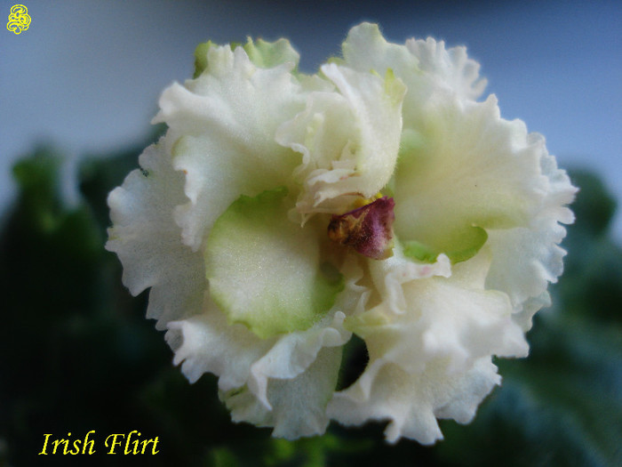 Irish Flirt (1-01-2013)