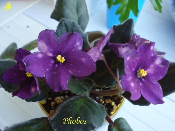 Phobos (1-01-2013) - Violete 2013