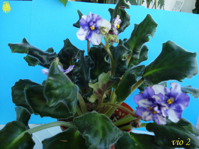 Chimera Myrthe sport  (1-01-2013)