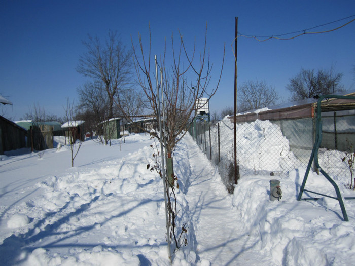 IMG_1314 - iarna pe ulita - februarie 2012