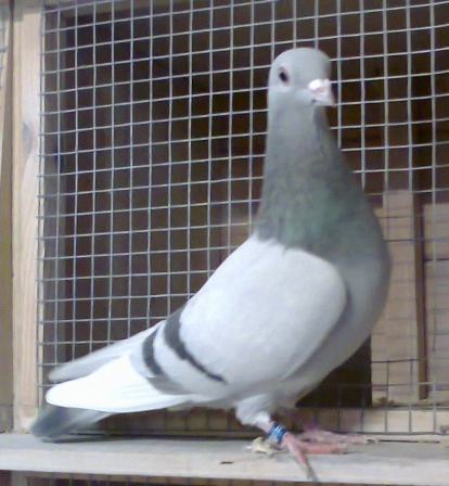 Photo0136 (518x640)(1)