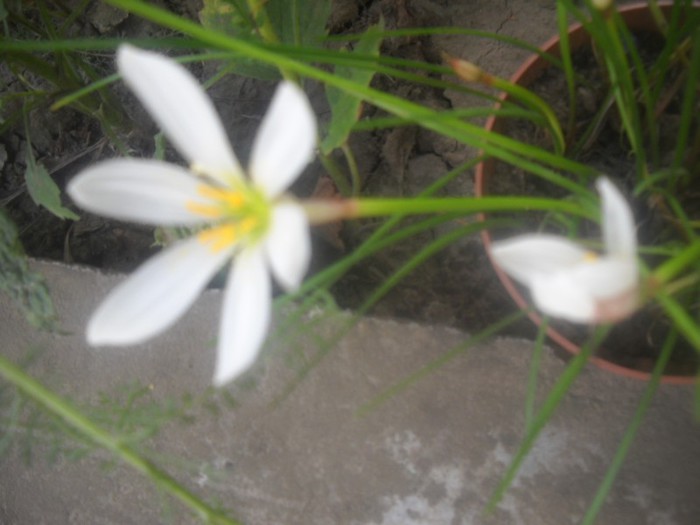DSCN4412 - flori 2012