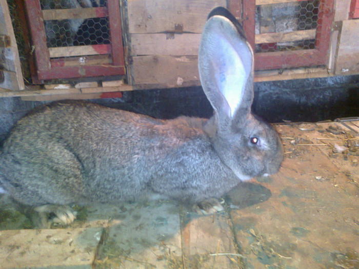 FEM 4; A mai crescut
