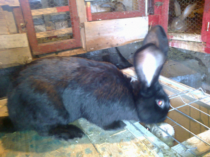 M1-a mai crescut-sacrificat - Matca 2013