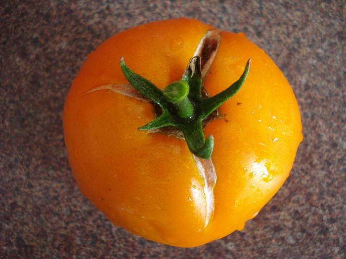 Zloty Ozarowski Tomato (2009, July 31) - Tomatoes_Rosii