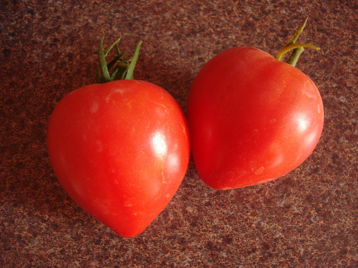 Cuor di Bue Tomatoes (2009, Aug.28) - Tomatoes_Rosii