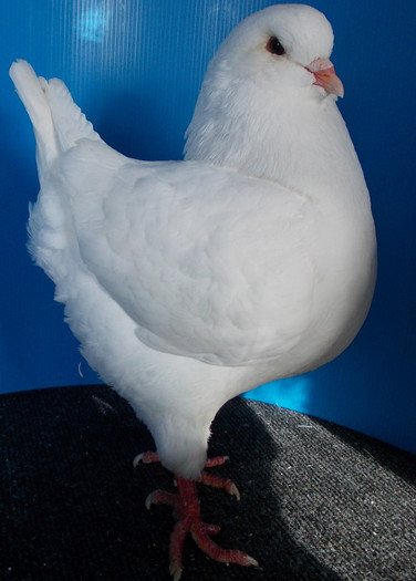 485 GRAND CHAMPION 2010 UNGARIA