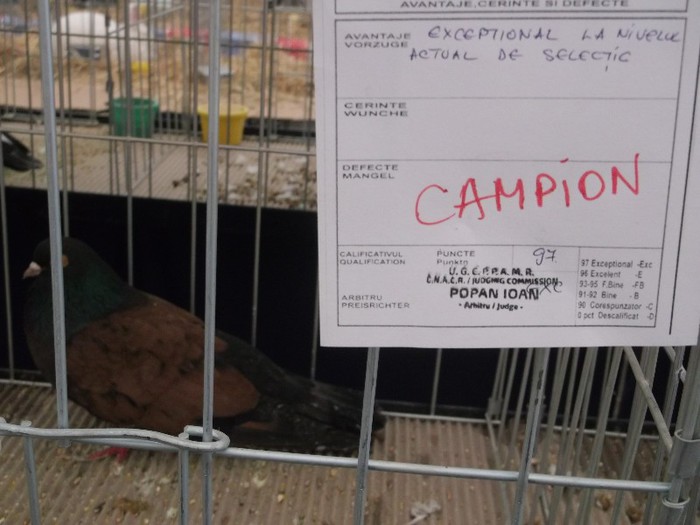 Picture 4939 - MEMORIALUL FILIP CRISTIAN 2012