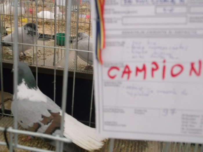 Picture 4940 - MEMORIALUL FILIP CRISTIAN 2012