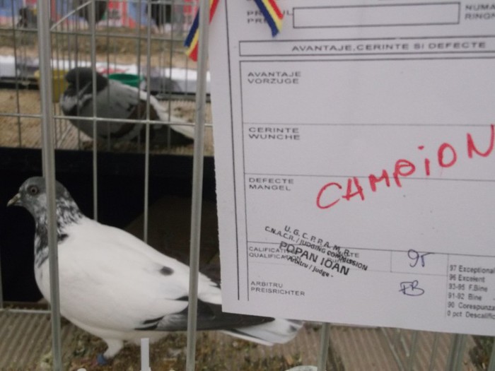 Picture 4943 - MEMORIALUL FILIP CRISTIAN 2012