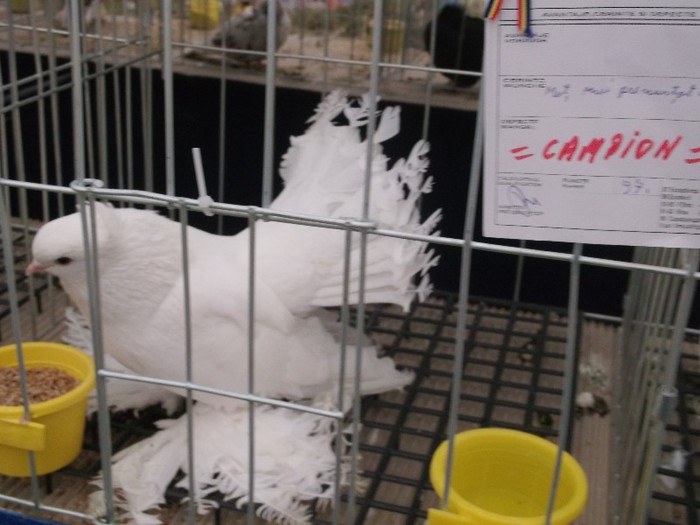 Picture 4948 - MEMORIALUL FILIP CRISTIAN 2012