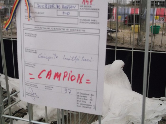 Picture 4949 - MEMORIALUL FILIP CRISTIAN 2012