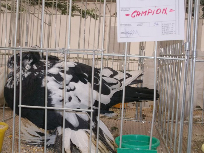 Picture 4950 - MEMORIALUL FILIP CRISTIAN 2012