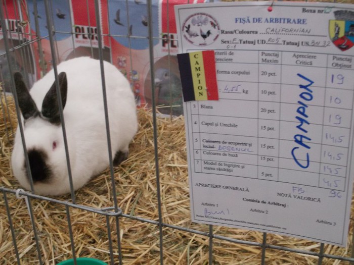 Picture 4955 - MEMORIALUL FILIP CRISTIAN 2012