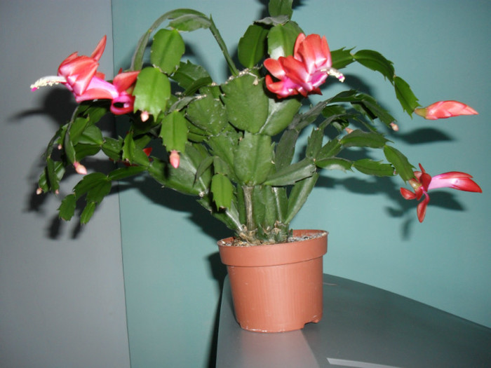 Schlumbergera 2012 - Cactusi