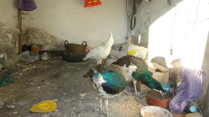 schimb mascul arlechin cu femela standard