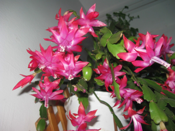 256 Cracinita 3-1-2013 - Alte flori