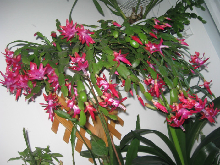 253 Craciunita 3-1-2013 - Alte flori