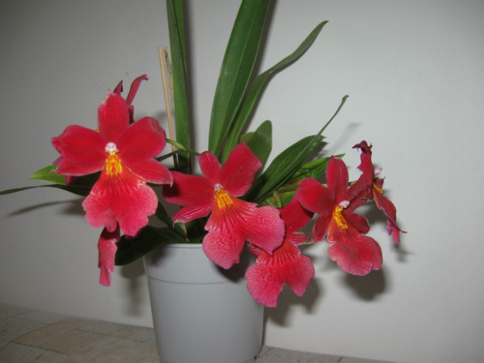 249 Bura 3-1-2013 - Alte specii de orhidee