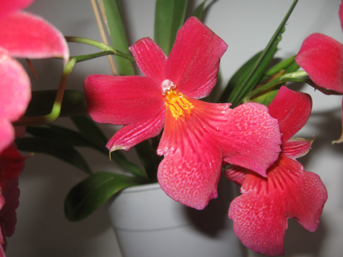 252 Bura 3-1-2013 - Alte specii de orhidee