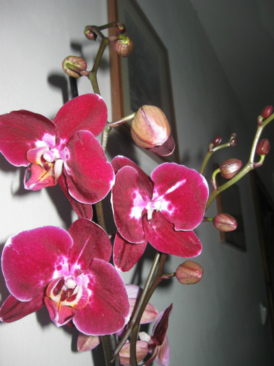 238  11-2012 - Phalaenopsis