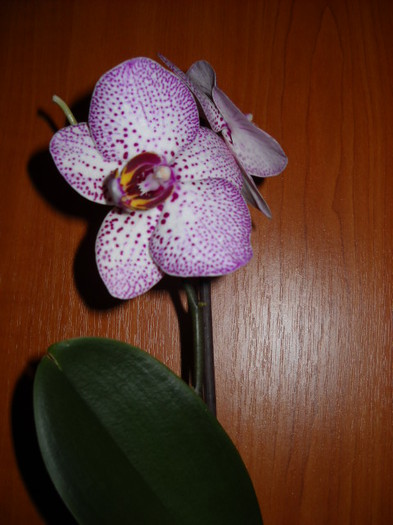 -27 martie .012 - Orhideea - Phalaenopsis-Cambria