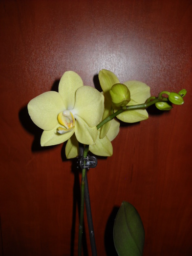 26- martie ,012;026 - Orhideea - Phalaenopsis-Cambria