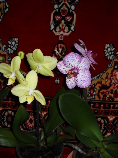 26-27 martie,012. 043 - Orhideea - Phalaenopsis-Cambria