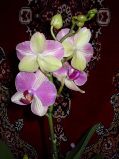 26-27 martie.012. 046 - Orhideea - Phalaenopsis-Cambria