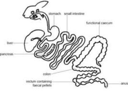 images (18) - G-Anatomie iepure