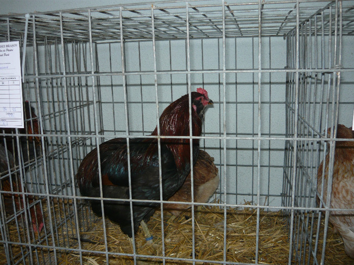 tineret 2012 - ARAUCANA