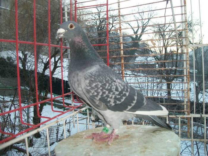 561-11; Gust cristians consangvin 42x1 locuri de 1
