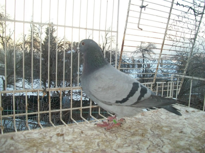 496-12; Gust c consangvin pe 42x1  T-518+058 iar mama 257061+529 de Gust
