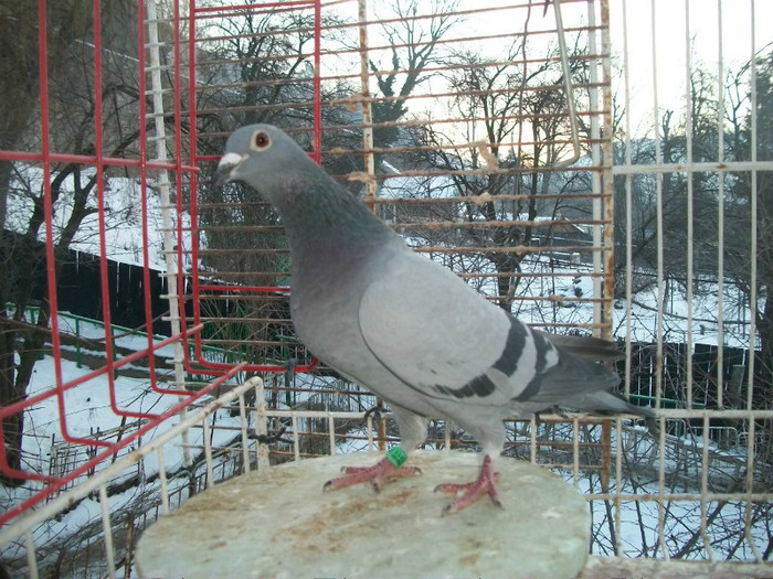 730-11 vindut; M-Heteran 329+Fery van loo afumata iar tatal Fery van loo pana alba NL
