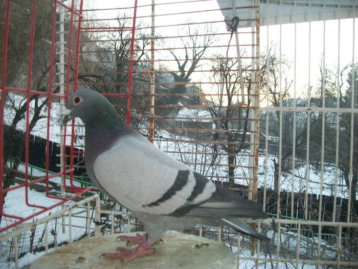 584-11; T- Menne+Jos thone(Papagalu cam nat.M-Blizzard+Gust 312 campioana la toate categoriile locuri de 1, 3 ani la rind
