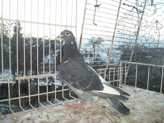 806-12; T-CAMPIONUL 04-003+M GUSTA 529 MAMA CAMP FOND LOC 1 CU 3P-M-Andreas drapa+Van Hoven(fem Stanciu)
