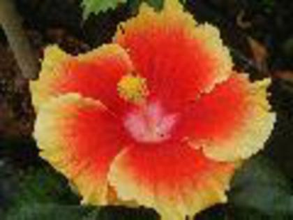 concorde - hibiscus dorinte