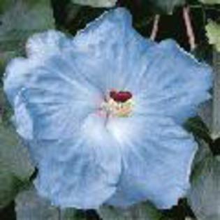 cajun blue - hibiscus dorinte
