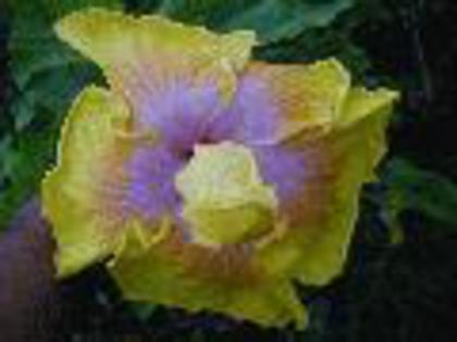 exotic maria - hibiscus dorinte