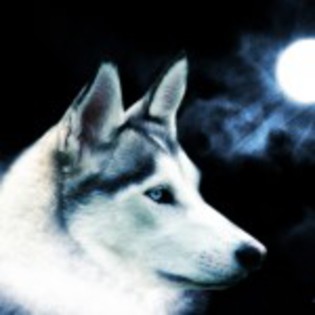 wolf_wallpaper_tigrshark-150x150 - LUPI