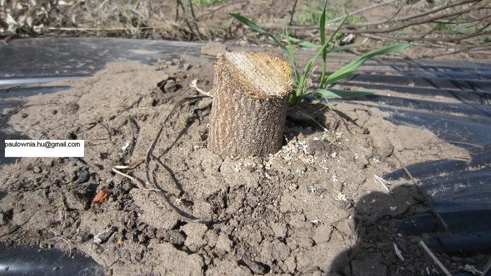 paw taiat primavara - paulownia