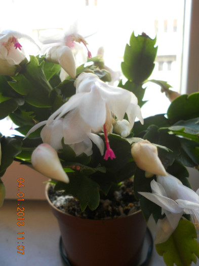 DSCN2537 - Schlumbergera 2012-2013