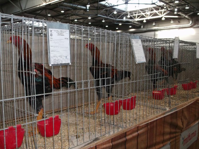 Picture 5308 - EXPOZITIE LEIPZIG 2012