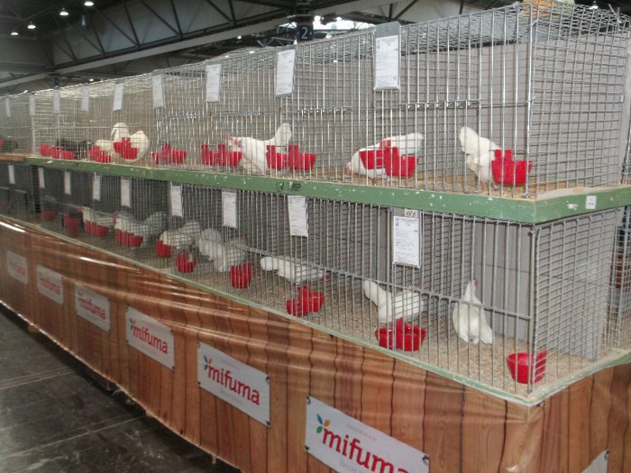 Picture 5318 - EXPOZITIE LEIPZIG 2012