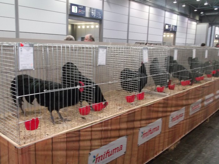 Picture 5320 - EXPOZITIE LEIPZIG 2012