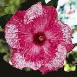 crantastic - hibiscus dorinte