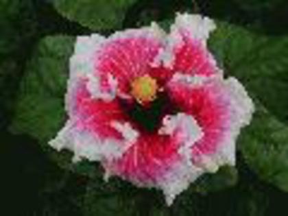 glenda helen - hibiscus dorinte
