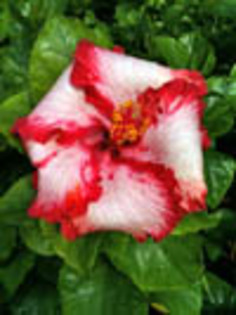 Hibi_Brenda_Miller - hibiscus dorinte